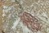 Ordovician Graptolite (Araneograptus) Plate - Morocco #126415-1